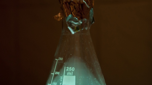 Aliivibrio-fisheri