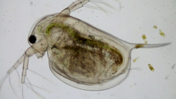 Daphnia-magna