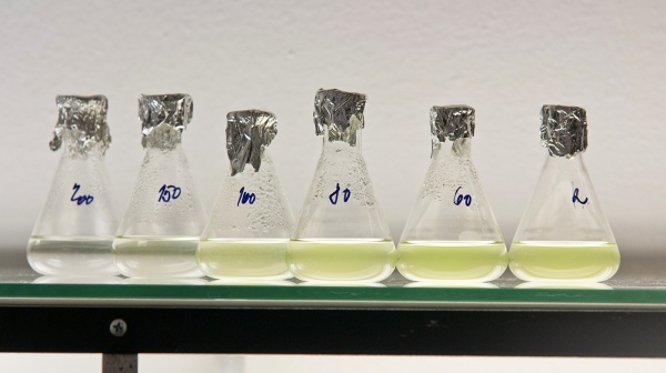 Rasovy-test-3