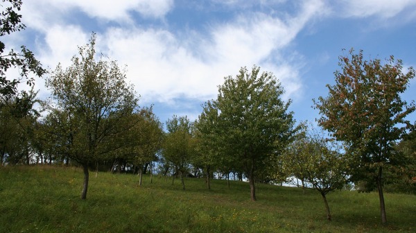 10c_Ochranne-zatravneni-sadu-Orechov-foto-Uhrova-2012